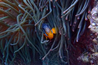 Close-up of fish swimming in sea