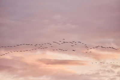 Low angle view of birds flying in sky