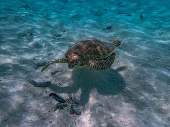 animal wildlife