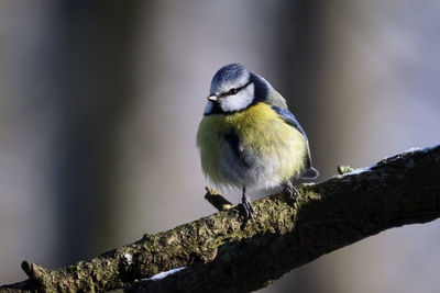 Close-up of bird perching on a tree
