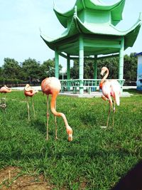 Birds on field against sky