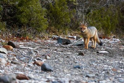 Fox in a forest