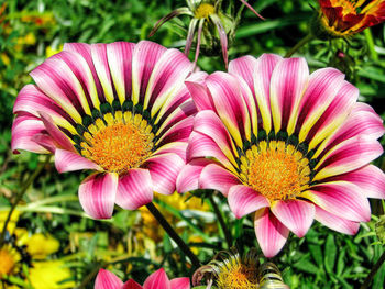 Close-up of flowers blooming outdoors