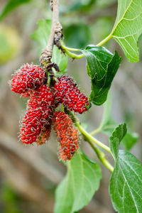 Close-up of strawberry growing on plant