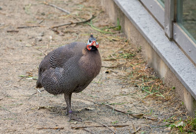 View of a bird on field