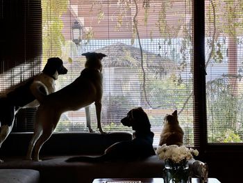 Dogs sitting against window