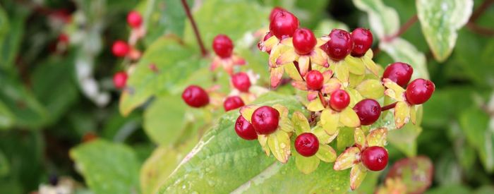 Close-up of red berries growing on tree