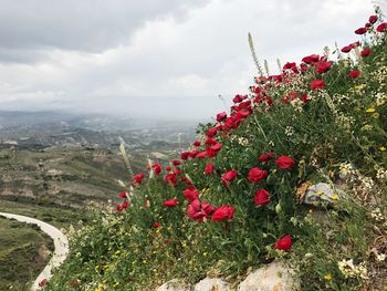 Red flowers blooming against sky