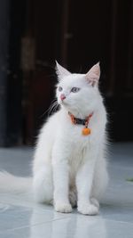 White cat on floor at home