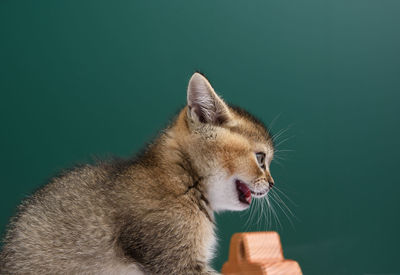 Close-up of a cat over green background