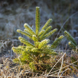 Close-up of plant growing on field