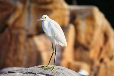 Close-up of bird perching on wooden post