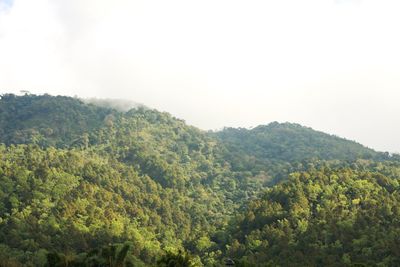 Scenic view of forest against clear sky