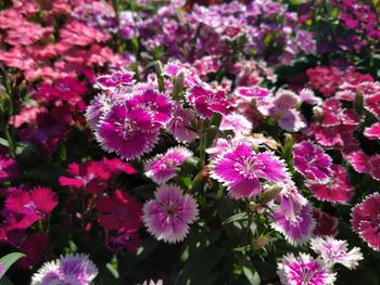 Close-up of pink flowering plants