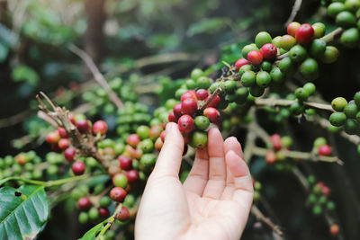 Cropped image of hand touching fruits