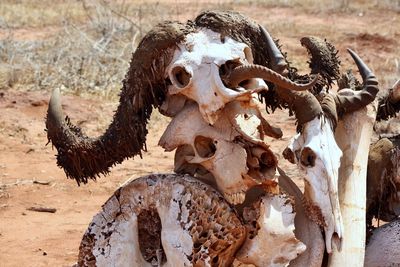 Close-up of animal skull on field