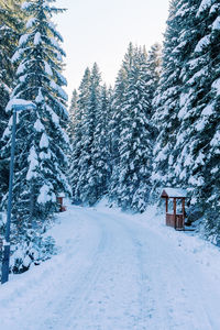 Trees on snow covered landscape