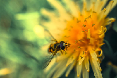 Macro shot of bee pollinating on yellow flower