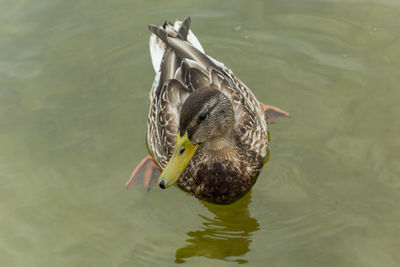 High angle view of duck swimming in lake