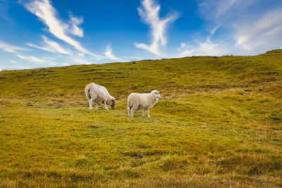 Horses in a field