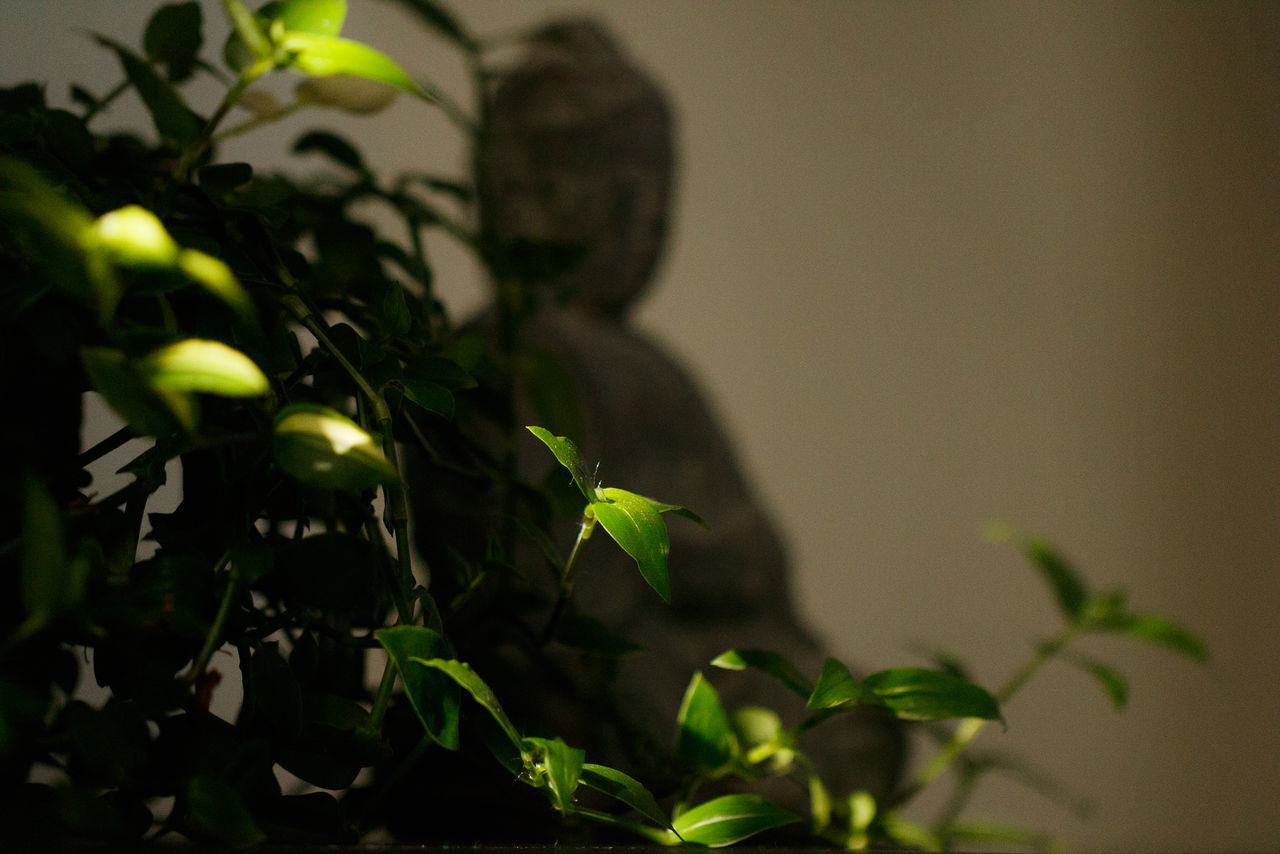 CLOSE-UP OF POTTED PLANT