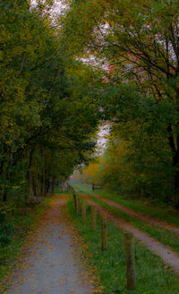 Road passing through forest