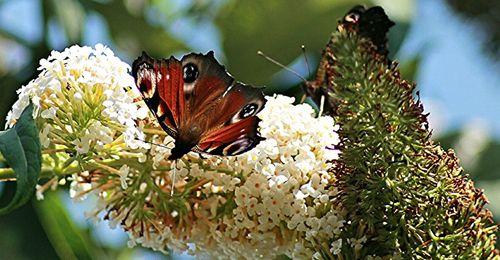 Close-up of butterfly on flower