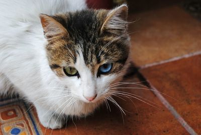 Close-up portrait of cat on tiled floor