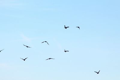 Low angle view of birds flying in sky