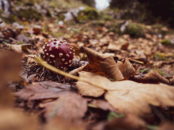 Close-up of dried mushroom growing on field