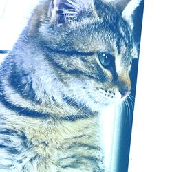 Close-up of a cat looking away