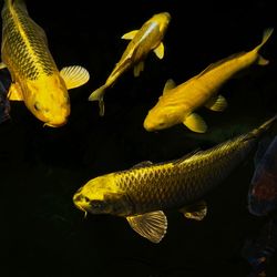 Close-up of fish in sea