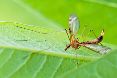 Close-up of insect on leaf
