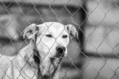 Portrait of dog seen through chainlink fence