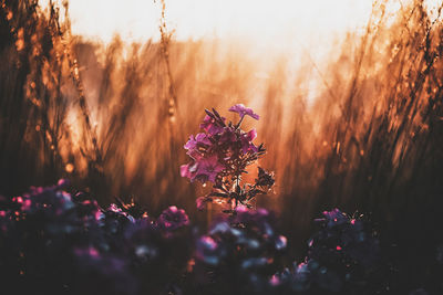 Close-up of purple crocus flowers on field