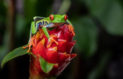 Close-up of insect on red flower