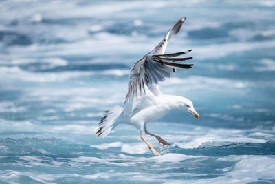 Seagull flying over sea