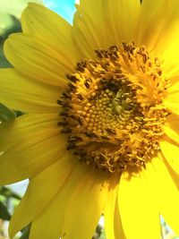 Close-up of fresh sunflower blooming outdoors