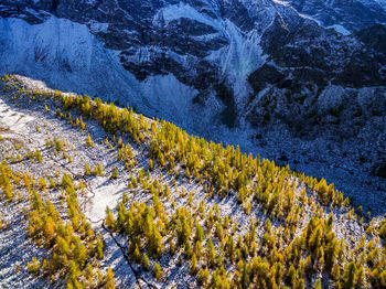 High angle view of trees on snow covered land