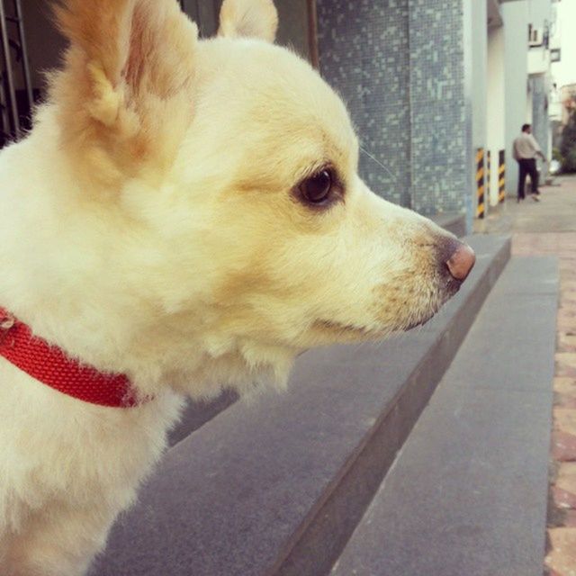 one animal, animal themes, pets, domestic animals, dog, mammal, indoors, close-up, animal head, white color, looking away, focus on foreground, sitting, relaxation, no people, portrait, animal body part, animal hair, zoology, flooring