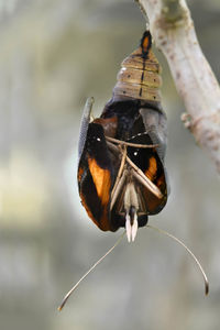 Close-up of insects mating on plant