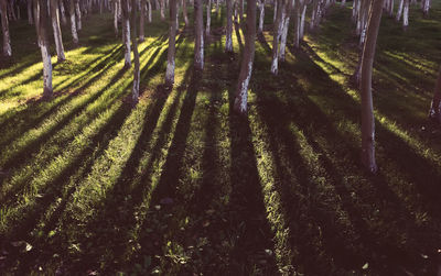 Scenic view of trees growing on field