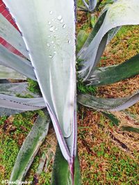 High angle view of plant