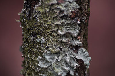 Close-up of moss on tree trunk