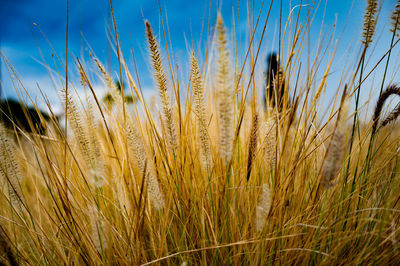 Close-up of stalks in field against blue sky