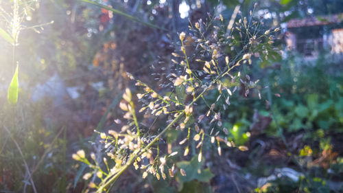 Close-up of plant growing on field