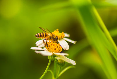 Close-up of insect on flower