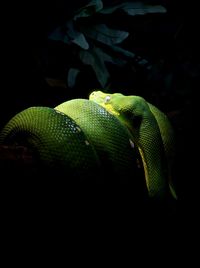 Close-up of green leaves