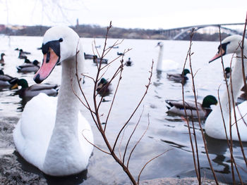 Swans and ducks swimming in lake