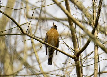 Low angle view of birds perching on branch